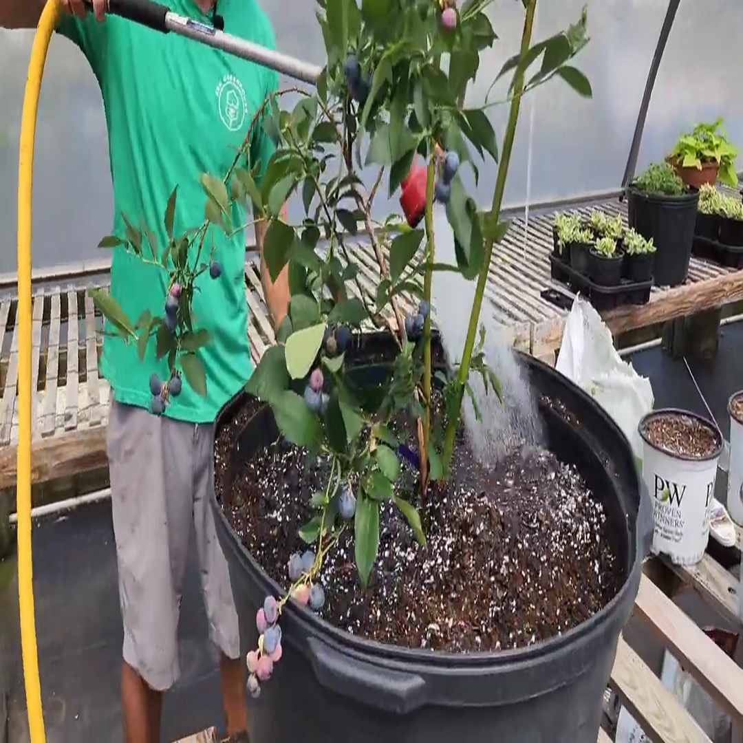 Tips for Blueberries